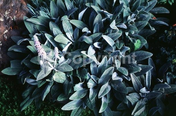 Purple blooms; Pink blooms; Evergreen; Needles or needle-like leaf