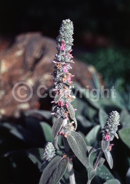 Purple blooms; Pink blooms; Evergreen; Needles or needle-like leaf