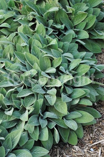 Purple blooms; Pink blooms; Evergreen; Needles or needle-like leaf