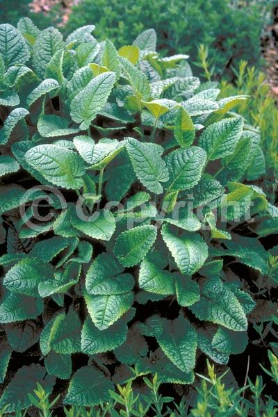 Purple blooms; Pink blooms