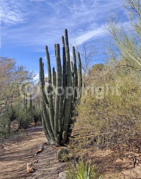 White blooms; Pink blooms; Evergreen; North American Native