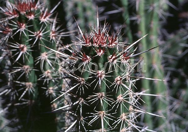 Red blooms; Deciduous; North American Native