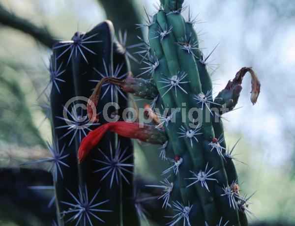 Red blooms; Deciduous; North American Native
