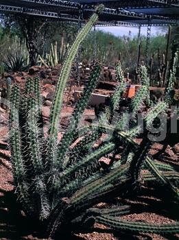Red blooms; Deciduous; North American Native