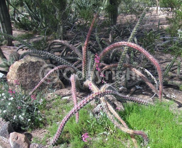 Red blooms; Deciduous; North American Native