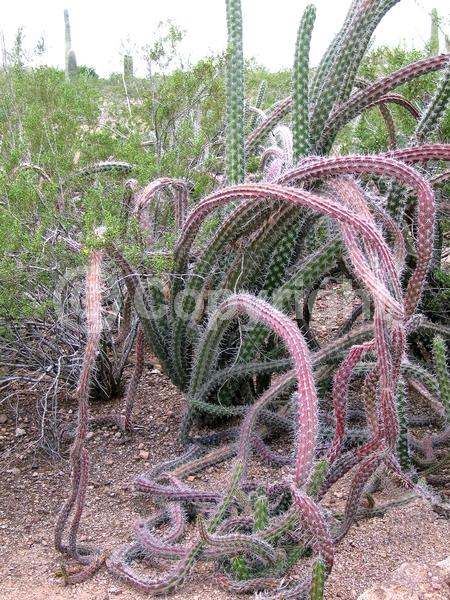 Red blooms; Deciduous; North American Native