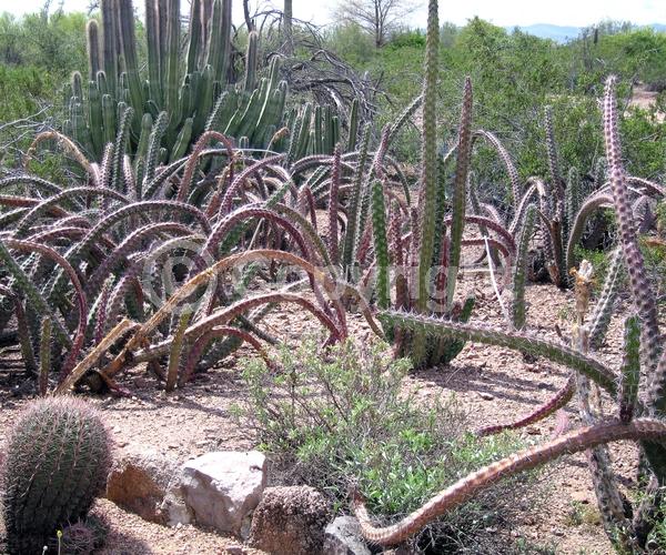 Red blooms; Deciduous; North American Native