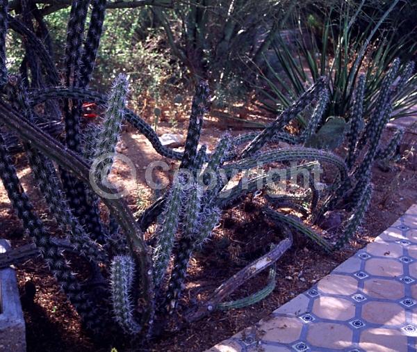 Red blooms; Deciduous; North American Native