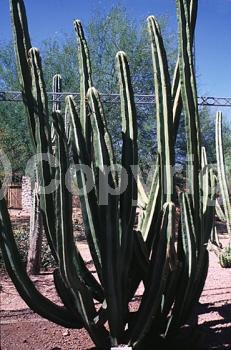 White blooms; Pink blooms; Deciduous; North American Native