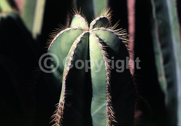 White blooms; Pink blooms; Deciduous; North American Native
