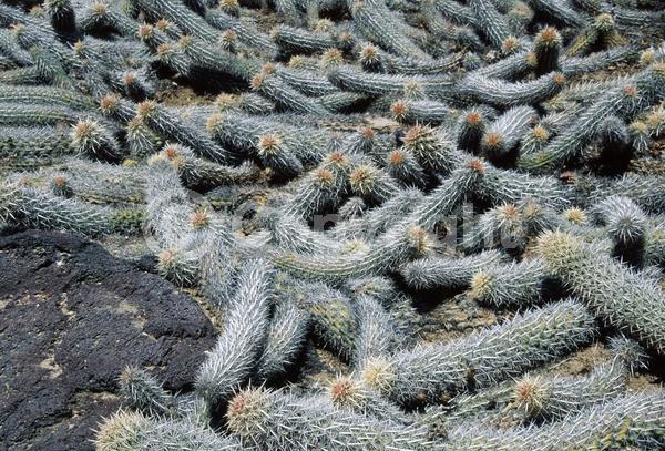 Yellow blooms; White blooms; Pink blooms; Deciduous; North American Native