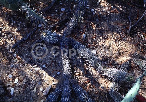 Yellow blooms; White blooms; Pink blooms; Deciduous; North American Native