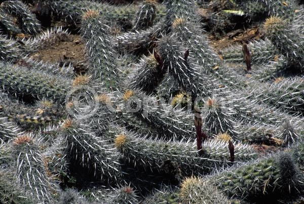 Yellow blooms; White blooms; Pink blooms; Deciduous; North American Native