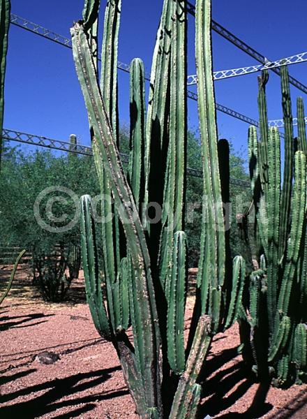 White blooms; Pink blooms; Deciduous
