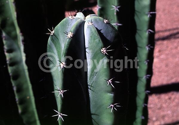 White blooms; Pink blooms; Deciduous