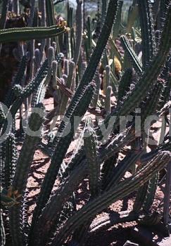 White blooms; Deciduous; North American Native