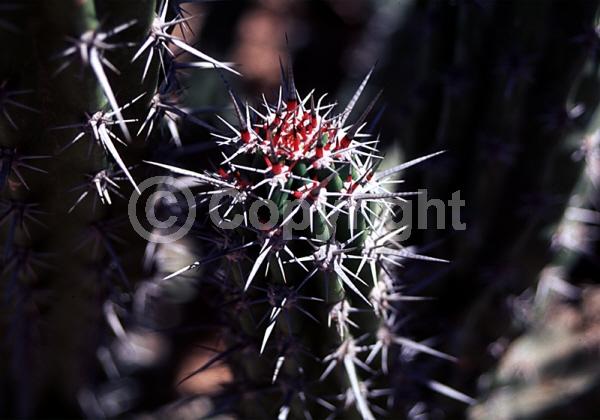White blooms; Deciduous; North American Native