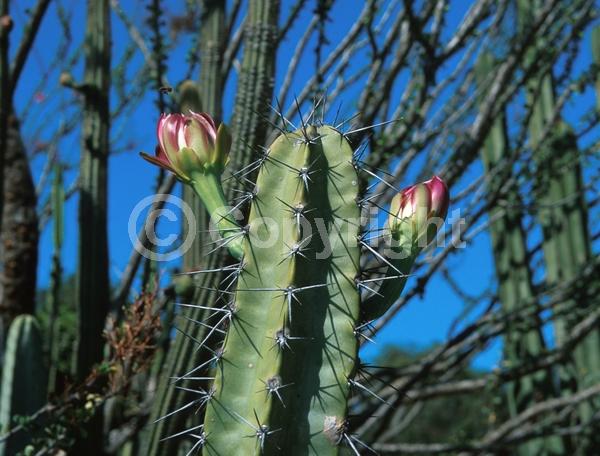 White blooms; Pink blooms; Deciduous