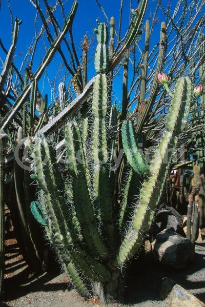 White blooms; Pink blooms; Deciduous