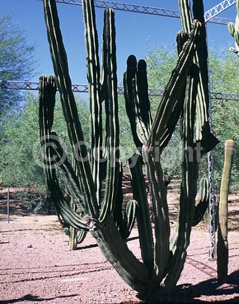 Red blooms; Deciduous
