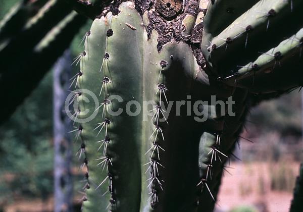 Red blooms; Deciduous