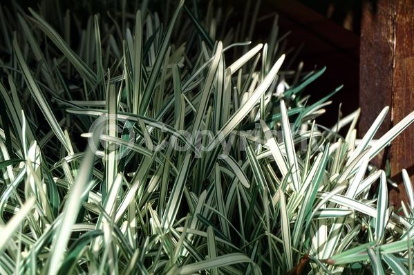 Green blooms; Semi-evergreen