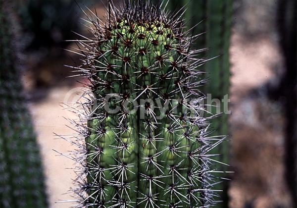 Purple blooms; Pink blooms; Deciduous; North American Native