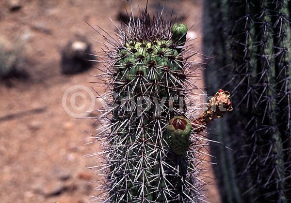 Purple blooms; Pink blooms; Deciduous; North American Native