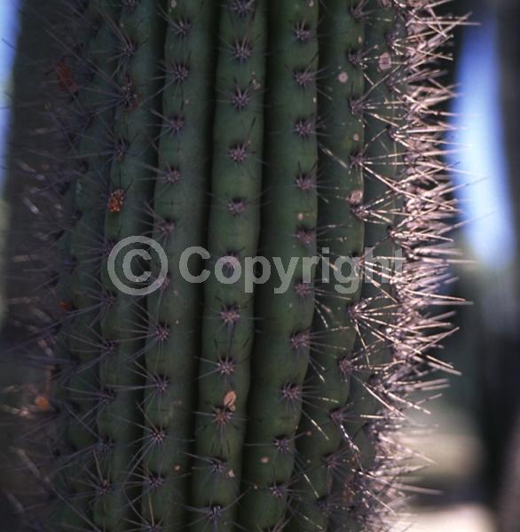 Purple blooms; Pink blooms; Deciduous; North American Native