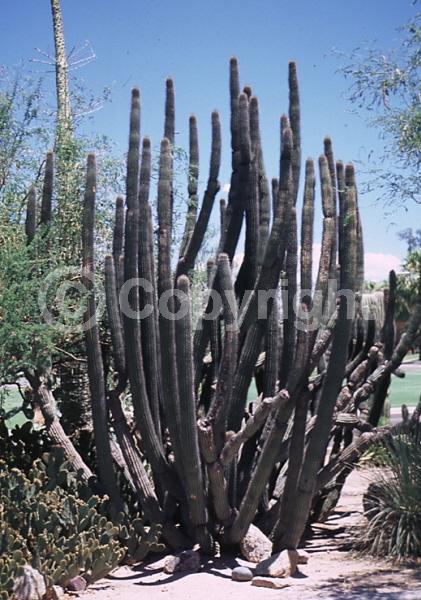 Purple blooms; Pink blooms; Deciduous; North American Native