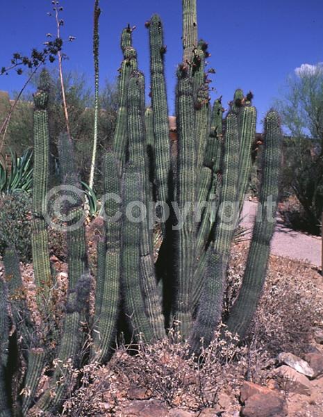 Purple blooms; Pink blooms; Deciduous; North American Native