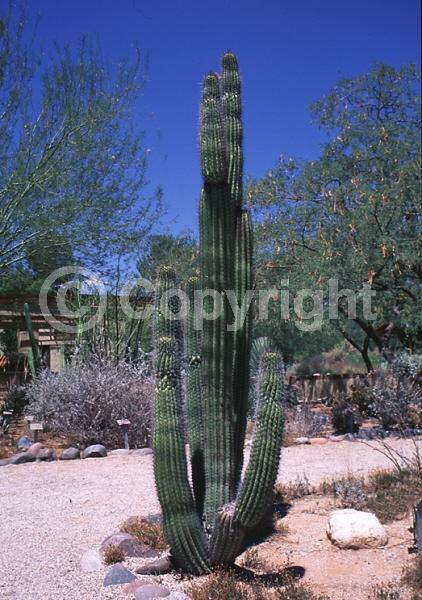 Purple blooms; Pink blooms; Deciduous; North American Native