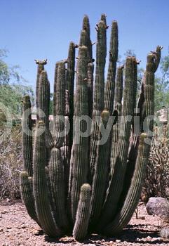 Purple blooms; Pink blooms; Deciduous; North American Native