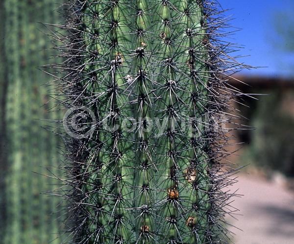 Purple blooms; Pink blooms; Deciduous; North American Native