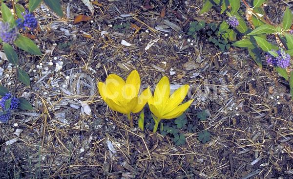 Yellow blooms; Deciduous; Broadleaf
