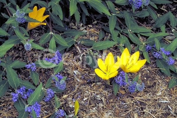 Yellow blooms; Deciduous; Broadleaf