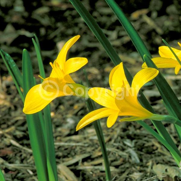 Yellow blooms; Deciduous; Broadleaf
