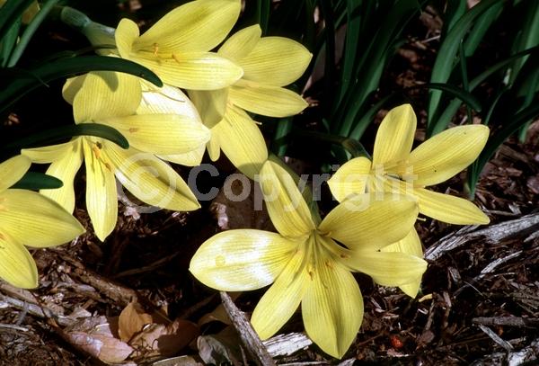 Yellow blooms; Deciduous; Broadleaf