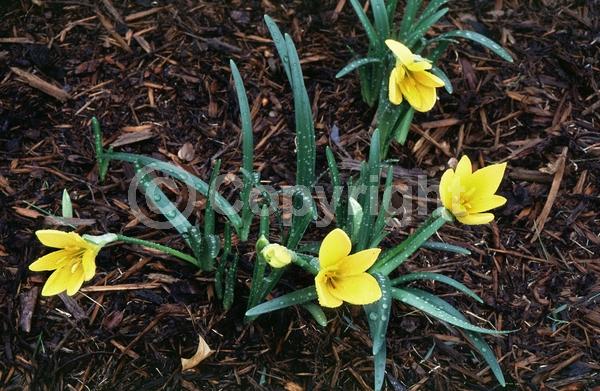 Yellow blooms; Deciduous; Broadleaf