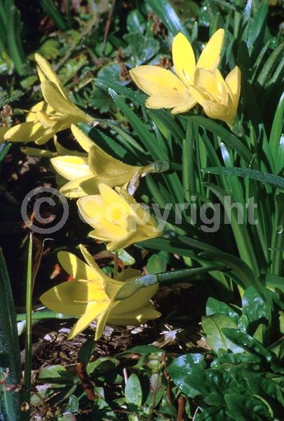Yellow blooms; Deciduous; Broadleaf