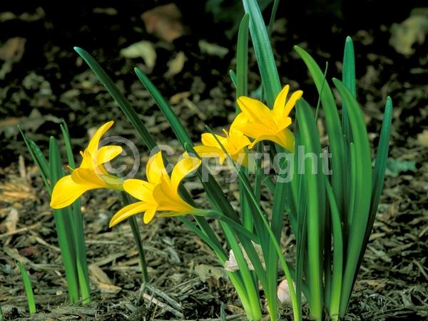 Yellow blooms; Deciduous; Broadleaf