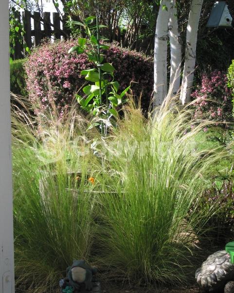 Yellow blooms; Brown blooms