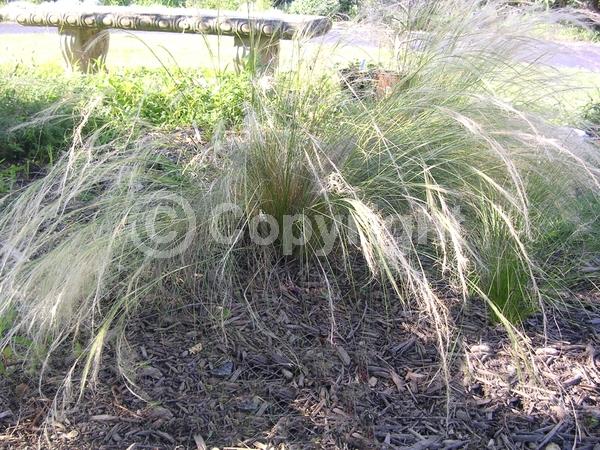 Yellow blooms; Brown blooms