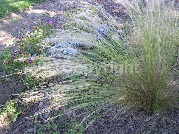Yellow blooms; Brown blooms