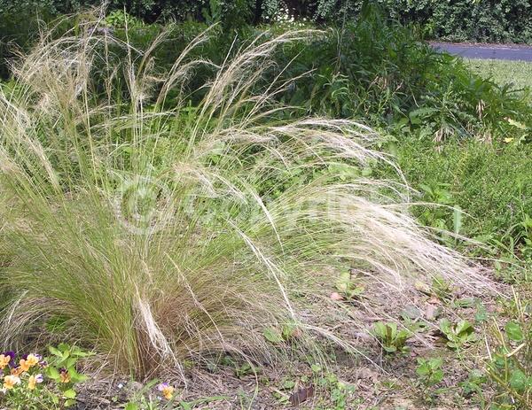 Yellow blooms; Brown blooms