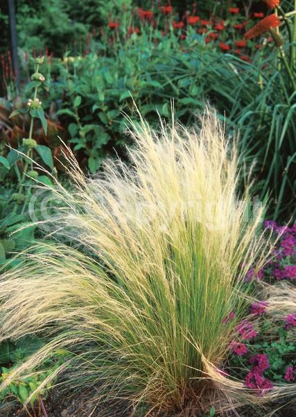 Yellow blooms; Brown blooms