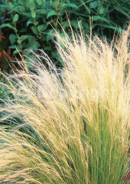 Yellow blooms; Brown blooms