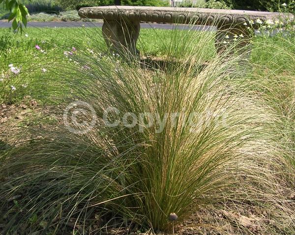 Yellow blooms; Brown blooms