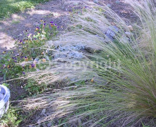 Yellow blooms; Brown blooms