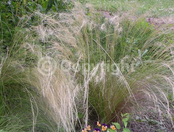 Yellow blooms; Brown blooms